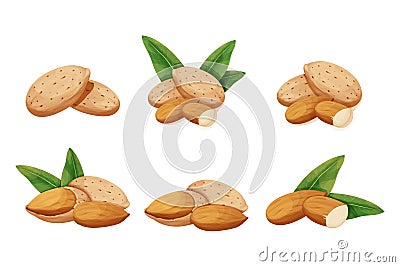 Set almond in nutshell with leaves detailed raw nut, almond powder in bowl organic product, ingredient in cartoon style Vector Illustration