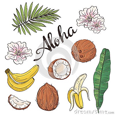 Set of aloha objects - coconut, banana, flowers and leaves. Vector Illustration