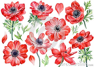 Set anemones flowers. Botanical watercolor floral illustration for design Cartoon Illustration