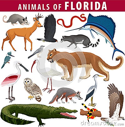 set - animals of Florida: barred owl, key deer, osprey, snail kite, opossum, coral snake, Everglades rat snake, Puma Cougar, rac Vector Illustration