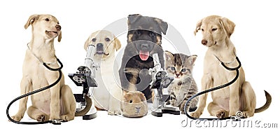 Set of animals Stock Photo