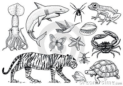 Set of animals. Reptile and amphibian, mammal and insect, wild turtle. Engraved hand drawn. Old vintage sketch. Bug Vector Illustration