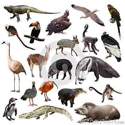 Set of animals of South America over white background Stock Photo