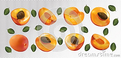 Set of apricot with leaves on transparent background. Apricot fruits are whole and cut in half. Useful ripe fresh Vector Illustration