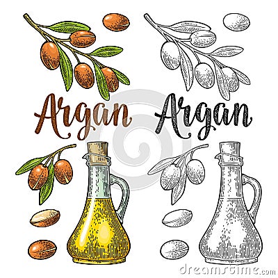 Set of argan branches, leaves, nuts, bottle with oil. Vector vintage engraving Vector Illustration