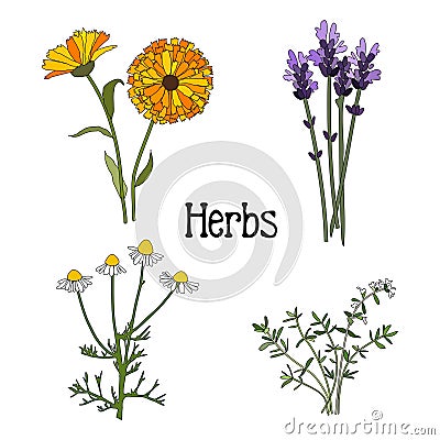 Set of aromatic herbs, isolated illustration Cartoon Illustration