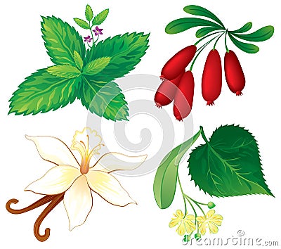 Set of aromatic plants Vector Illustration