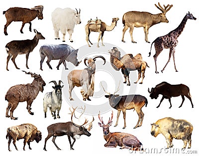Set of Artiodactyla mammal animals over white background Stock Photo