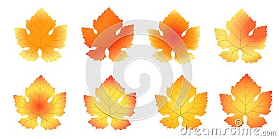 Set of autumn grape leaves on a white background. Vector Illustration