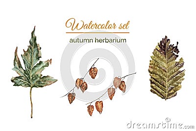 Set of autumn herbarium Stock Photo