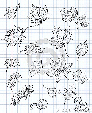 Set of autumn leaves, chestnuts, acorns and viburnum on a background of exercise book in a cage. black contour Vector Illustration