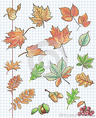 Set of autumn leaves, chestnuts, acorns and viburnum on a background of notebook sheet in a cage Vector Illustration