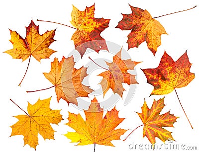 Set of Autumn leaves, isolated. Stock Photo