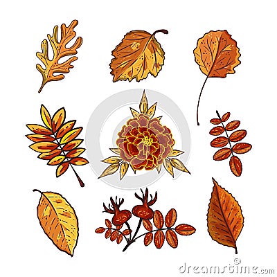 Set of autumn leaves and marigold isolated on white background Vector Illustration