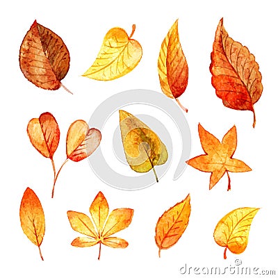 Set autumn leaves watercolor. Vector Illustration