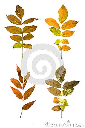 Set the autumn maple branch with leaves isolated Stock Photo