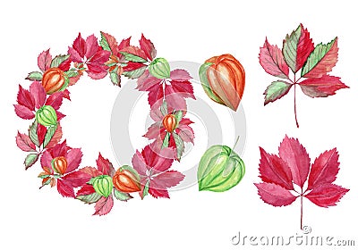 Set of autumn red leaves and wreath of grape, physalis. Watercolor illustration isolated on white background Cartoon Illustration