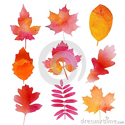 Set of autumn watercolor leaves Stock Photo