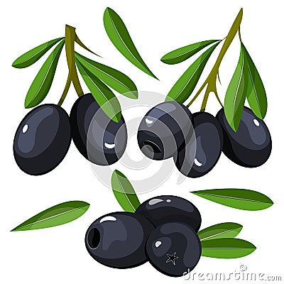 Set of backgrounds with green and black olives. Vector illustration. Vector Illustration