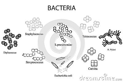 Set of bacteria. Black and white. Staphylococcus, Streptococcus, pneumoniae, Helicobacter pylori. Hand draw. Vector Illustration