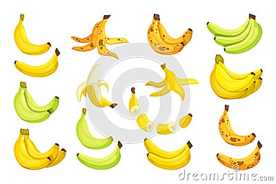 Set bananas. Sweet ripe bananas bunch separate green ripened yellow overripe with spot whole sliced peeled organic Vector Illustration