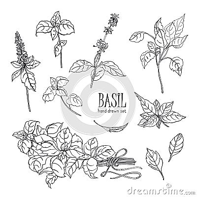 Set of basil plant. Contour hand drawn collection. Vector illustration. Vector Illustration