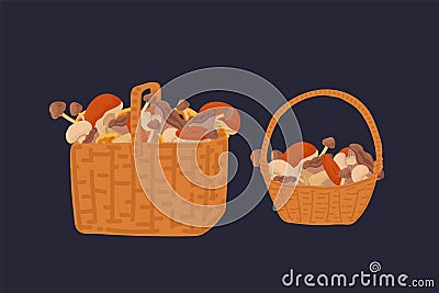 A set of baskets with wild mushrooms. Mushrooms in wicker Baskets a collection of edible mushrooms on a dark background Vector Illustration