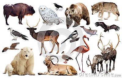 Set of bear and other european animals. Isolated on white background with shade Stock Photo