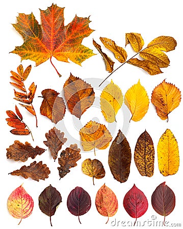 Set of beautiful autumn leaves Stock Photo
