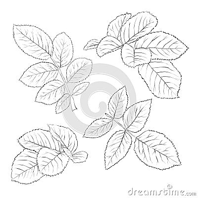 Set of beautiful black and white rose leaves isolated on white. Stock Photo