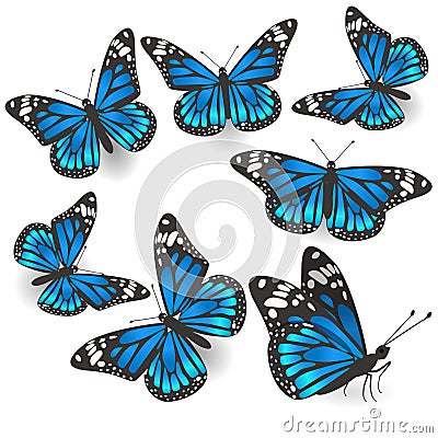 Set of beautiful blue butterflies isolated Vector Stock Photo