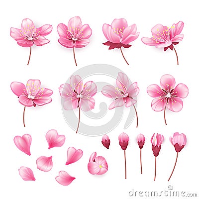 Set of beautiful cherry tree flowers isolated on transparent background. Collection of pink sakura or apple blossom Vector Illustration