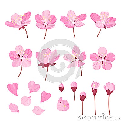 Set of beautiful cherry tree flowers isolated on wite background. Collection of pink sakura or apple blossom, japanese Vector Illustration