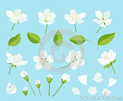 Set of beautiful cherry tree flowers on wite background. Collection of pink sakura or apple blossom, japanese Vector Illustration