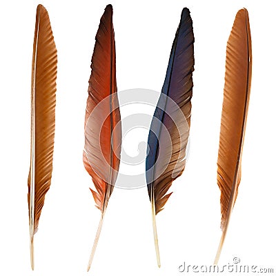 Set of beautiful and colorful bird feathers isolated Stock Photo