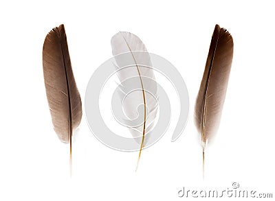 Set of beautiful fragile little bird feathers isolated Stock Photo