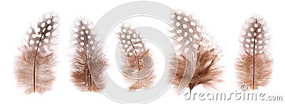 Set of beautiful fragile little bird feathers isolated Stock Photo