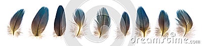 Set of beautiful fragile parrot bird feathers isolated Stock Photo