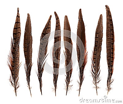 Set of beautiful fragile pheasant bird feathers isolated Stock Photo