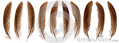 Set of beautiful fragile pheasant bird feathers isolated Stock Photo