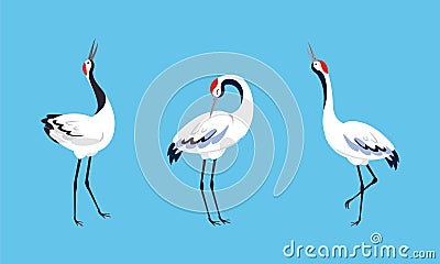 Set of beautiful Japanese crane. White stork, egret, heron birds standing and dancing vector illustration Vector Illustration