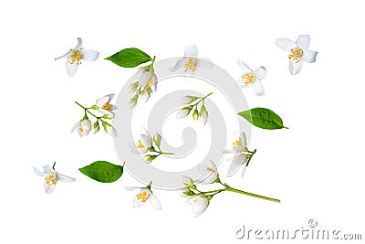 Set of beautiful jasmine flowers and branchs isolated on white background closeup. Top view. Copy space Stock Photo