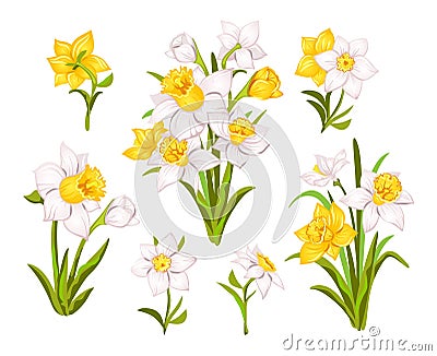 Set of beautiful narcissus flowers for cards, posters, textile etc. Cartoon narcissus vector illustration Vector Illustration