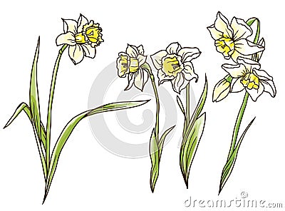 Set of beautiful narcissus flowers in hand drawn style Vector Illustration