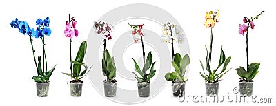 Set of beautiful orchid phalaenopsis flowers in pots Stock Photo