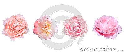 Set Beautiful pink color of collage rose flower isolated white background Stock Photo