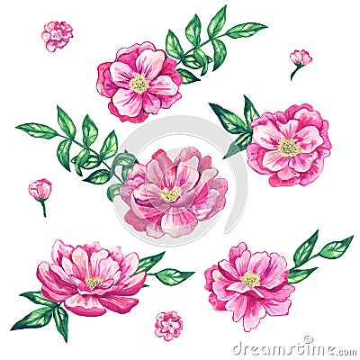 Set of beautiful pink flowers with leaves. Hand drawn watercolor illustration. Isolated on white background. Stock Photo