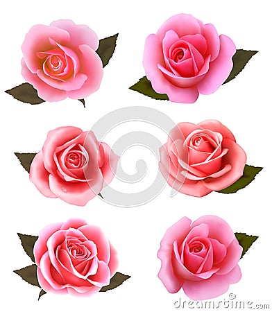 Set of beautiful pink roses. Vector Illustration