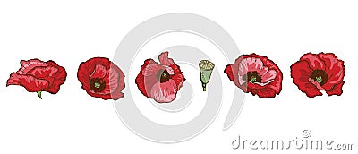Set of beautiful poppy flowers isolated on white background. Hand drawn vector. Nature floral collection. Vector Illustration