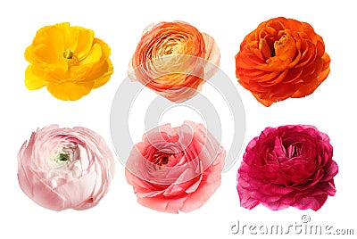 Set of beautiful ranunculus flowers Stock Photo